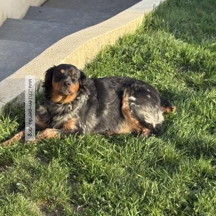 Foto 1/1 Perro encontrado Encontrado en Bercheres saint germain