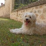 Foto de perro perdido en Paris