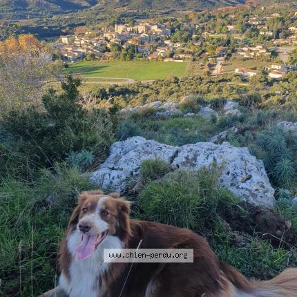 Foto 1/1 UMA Chien perdido en Capestang