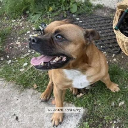 Foto 1/1 Scar Perro perdido en Bordes aumont