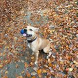 Foto de perro perdido en Le Havre