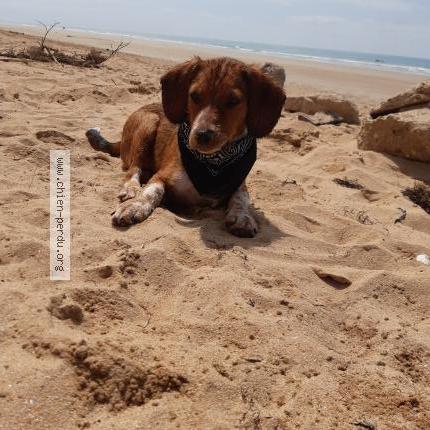 Foto 1/1 Pablo Chien perdido en Nantes