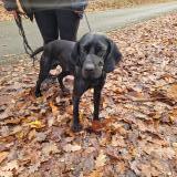 Foto de perro encontrado en Corbreuse