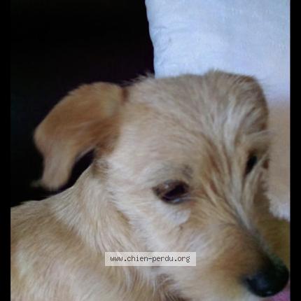 Foto 1/1 Lady Chien perdido en Marcilly