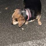 Foto de perro encontrado en Schiltigheim