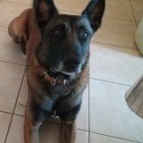 Foto de perro perdido en Saint Cirq