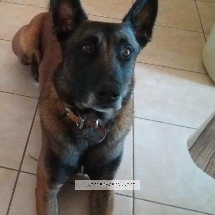 Foto de perro perdido en Saint Cirq