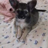 Foto de perro perdido en Pertuis