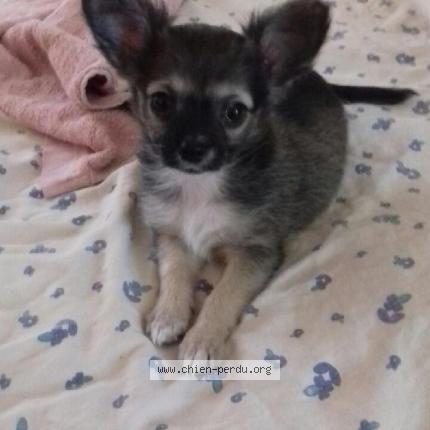 Foto de perro perdido en Pertuis