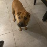 Foto de perro perdido en Buxerolles