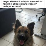 Foto de perro perdido en Perignac