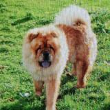 Foto de perro perdido en Freulleville