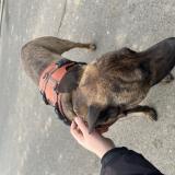 Foto de perro encontrado en Rosult