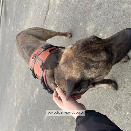Foto de perro encontrado en Rosult