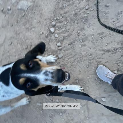 Foto 1/1 Bella Chien perdido en Sainte lucie de porto vecchio