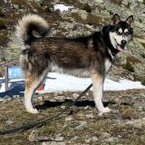 Foto de perro perdido en Gieres