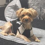 Foto de perro perdido en Houston