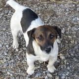 Foto de perro perdido en Notre Dame De Courson