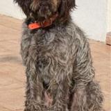 Foto de perro perdido en St Gildas Des Bois