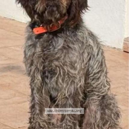 Foto 1/1 Ulysse Chien perdido en St gildas des bois