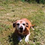 Foto de perro perdido en Ganges