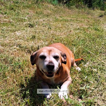 Foto 1/2 Lala Perro perdido en Ganges