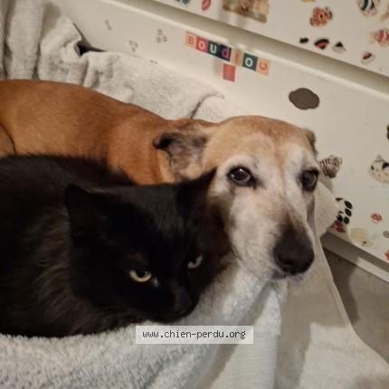 Foto 2/2 Lala Perro perdido en Ganges