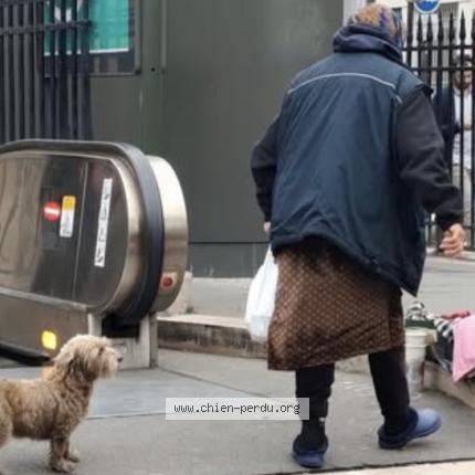 Foto 1/1 Perro encontrado Encontrado en Paris