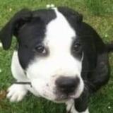 Foto de perro perdido en Fakenham