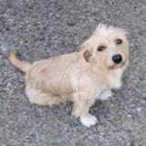 Foto de perro perdido en Montmerle Sur Saone