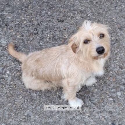 Foto 1/1 Carnage Chien perdido en Montmerle sur saone