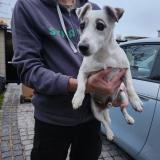 Foto de perro encontrado en Villemomble