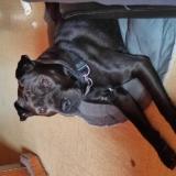 Foto de perro perdido en Retournac