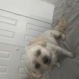 Foto de perro perdido en Houston