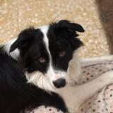 Foto de perro perdido en Pourrain