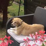 Foto de perro perdido en Houdain