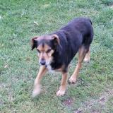 Foto de perro perdido en Ecuelin