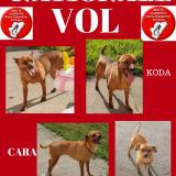 Foto de perro perdido en Roullet Saint Estephe