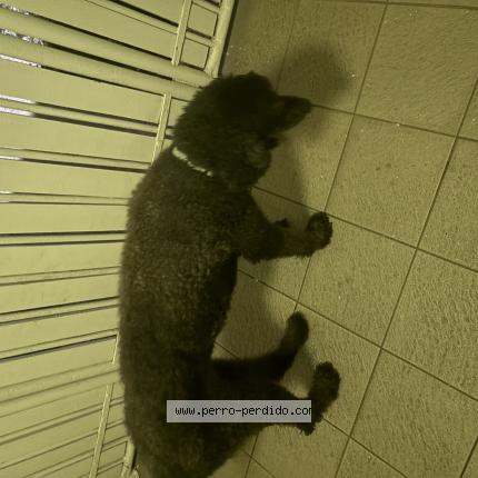 Foto 1/1 Perro encontrado Encontrado en San juan