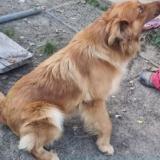 Foto de perro perdido en Larroque