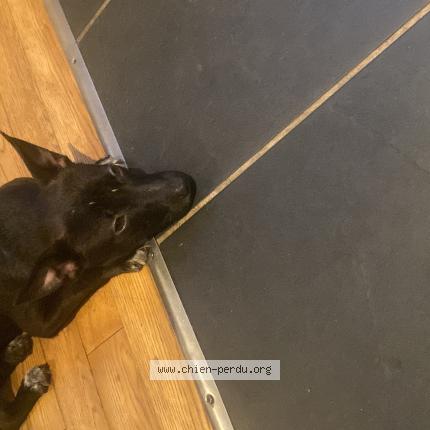 Foto 1/1 Perro encontrado Encontrado en Paris