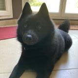 Foto de perro perdido en Ormesson Sur Marne