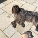 Foto de perro perdido en Ambon