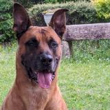 Foto de perro perdido en Sougy Sur Loire