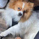 Foto de perro perdido en Aubais