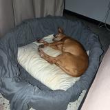 Foto de perro encontrado en Villeneuvette