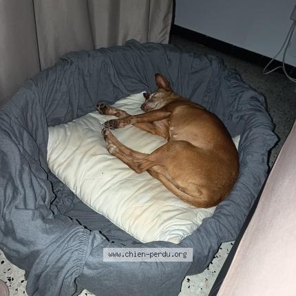 Foto de perro encontrado en Villeneuvette