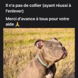 Foto de perro perdido en Garchizy