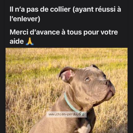 Foto 1/1 Ar&egrave;s Chien perdido en Garchizy