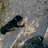 Foto de perro encontrado en Nissan Lez Enserunes